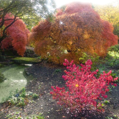 Autumn Blaze Garden
