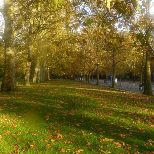 Golden Walkway in Autumn