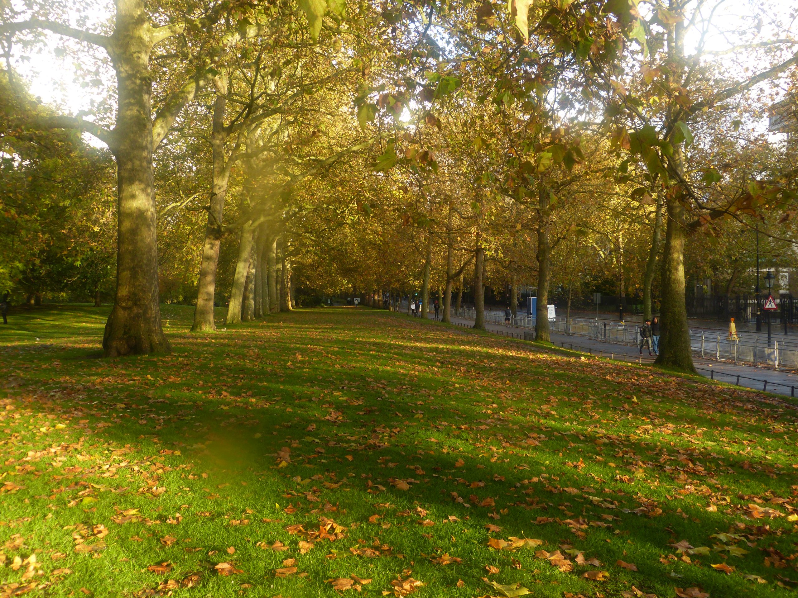 Golden Walkway in Autumn