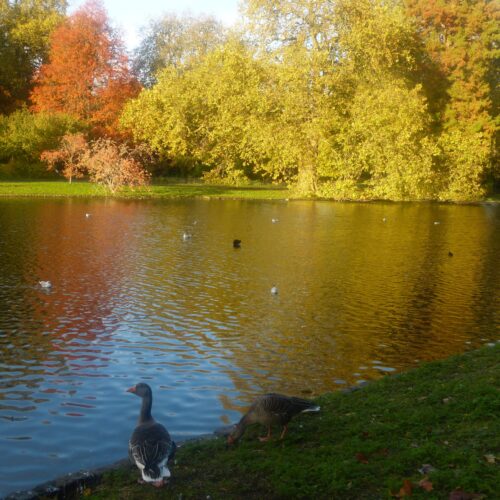 Autumn Serenity by the Lake